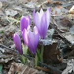 Guest house кануш войвода Kovacevica