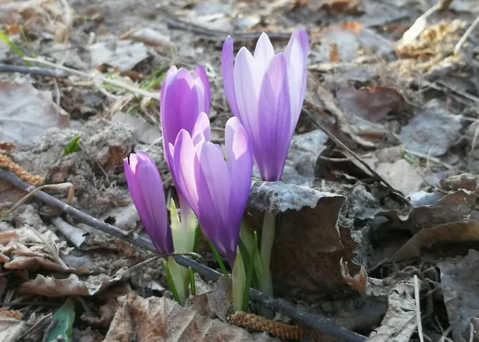 Guest house кануш войвода Kovacevica